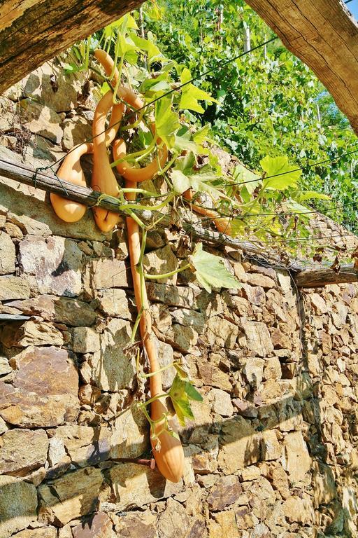 Agriturismo Costamagna ノーリ エクステリア 写真